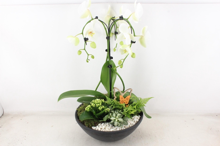 <h4>arr2 PL - Ebbischaal x1 paraplu wit</h4>