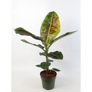 Musa 'dwarf Cavendish'