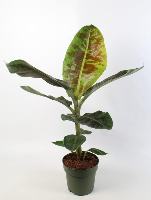 <h4>Musa 'dwarf Cavendish'</h4>