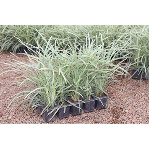 LIRIOPE VARIEGATA (BANDEJA C/15)