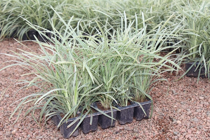 LIRIOPE VARIEGATA (BANDEJA C/15)