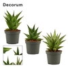 Sansevieria Crown mix 9 cm (Decorum)