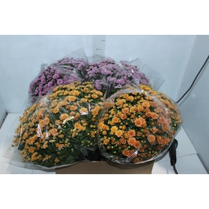 CRISANTEMO BOLA BELGA JASODA C18 VARIADO