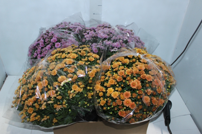 <h4>CRISANTEMO BOLA BELGA JASODA C18 VARIADO</h4>