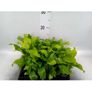 Asplenium nidus