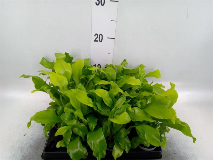 <h4>Asplenium nidus</h4>