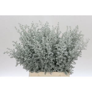 Kochia (Maireana Sedifolia)