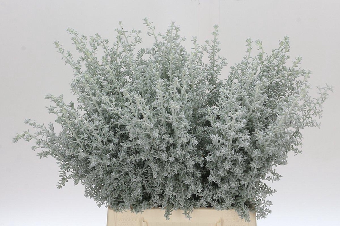 <h4>Kochia (Maireana Sedifolia)</h4>