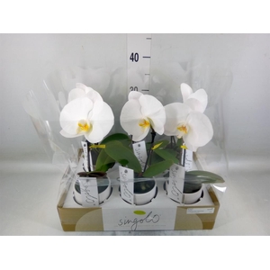 Phalaenopsis   ...white
