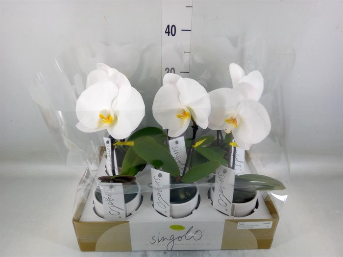 <h4>Phalaenopsis   ...white</h4>