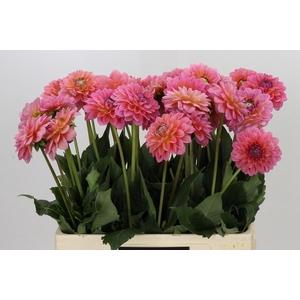 Dahlia Pink Runner