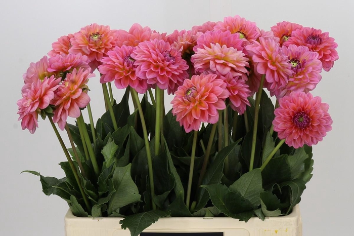 <h4>Dahlia Pink Runner</h4>