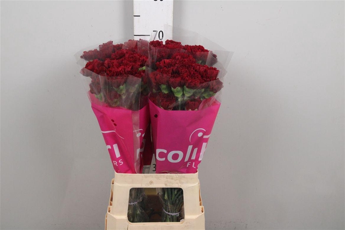 <h4>Di St Zurigo</h4>