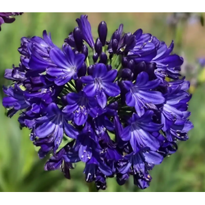 Agapanthus africanus