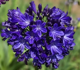 <h4>Agapanthus africanus</h4>
