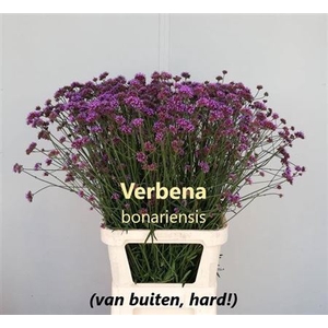 Verbena Has Pink Spires