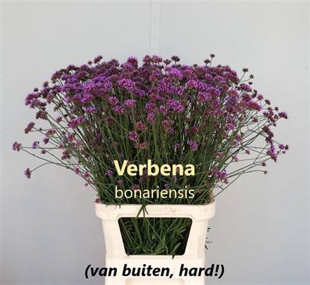 <h4>Verbena Has Pink Spires</h4>