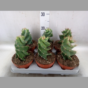 Cereus   ...
