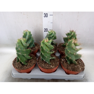Cereus   ...