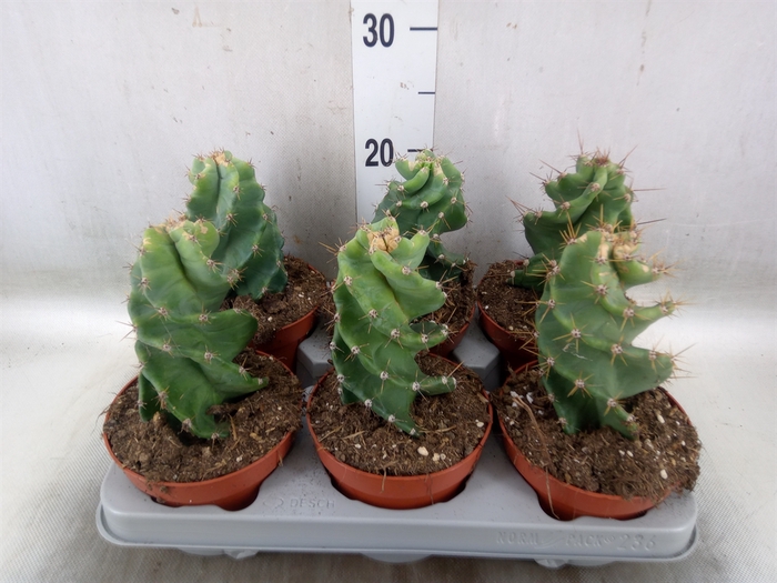 <h4>Cereus   ...</h4>