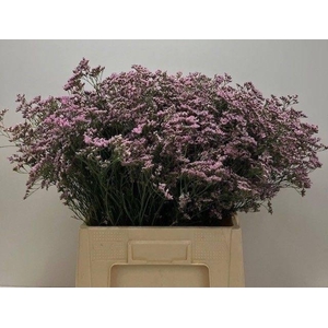 LIM SAF OSHI PINK 35gr