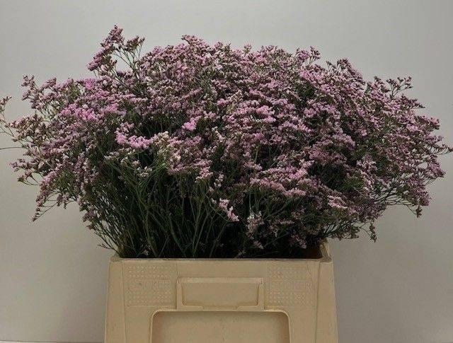 <h4>LIM SAF OSHI PINK 35gr</h4>