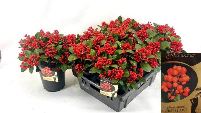 <h4>SKIM J OBSESSION</h4>