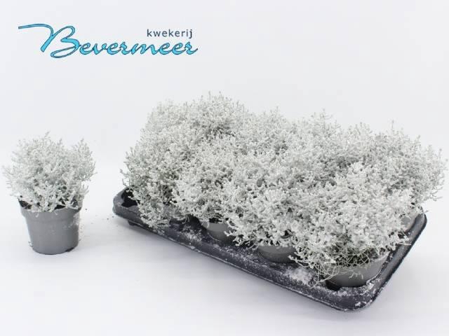 <h4>LEUCOPH CHALLENGE</h4>