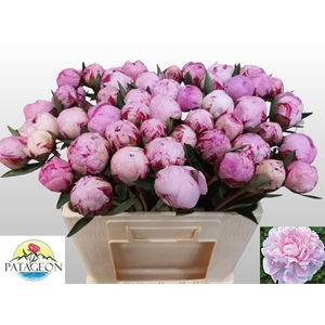 PAEO L SARA BERNHARD