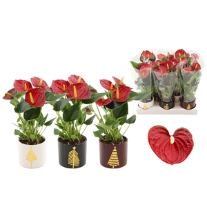 Anthurium Diamond Red in Manon 2 ceramics
