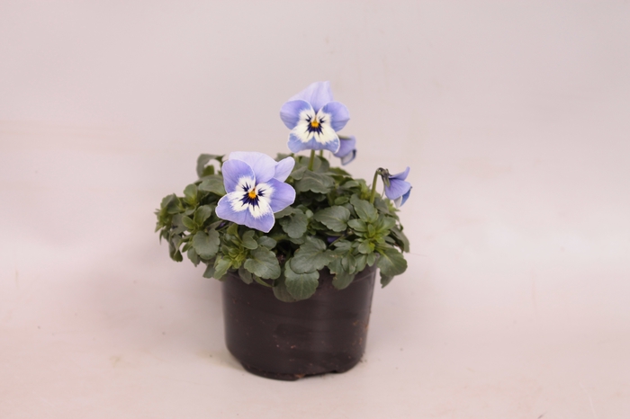 Viola cornuta F1 Marina