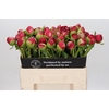 Paeonia Command Performance
