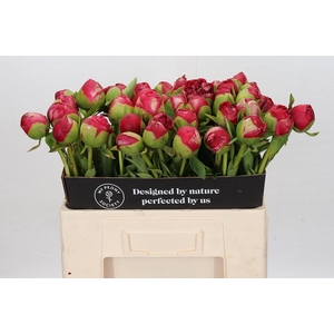 Paeonia Command Performance