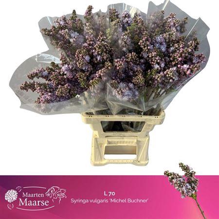 Syr V Michel Buchner 2+