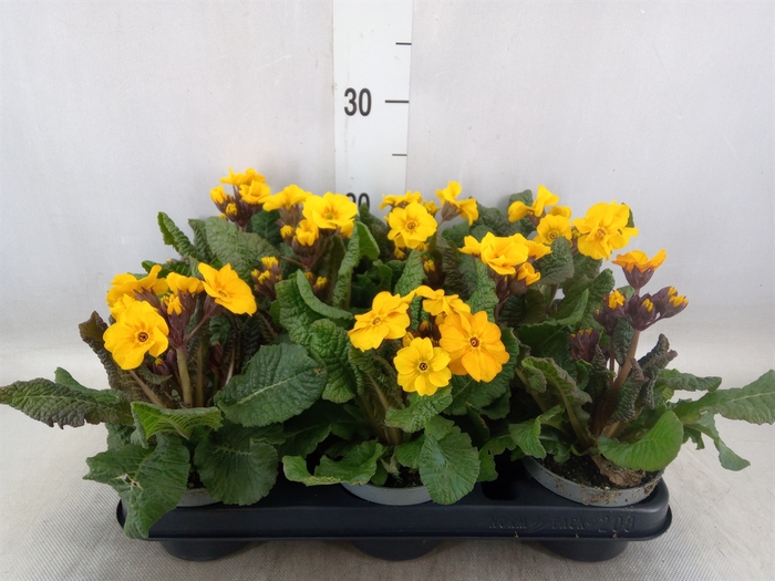 <h4>Primula ac.   ...</h4>