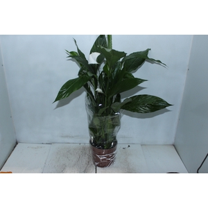 SPATHIPHYLLUM P17 MIN 5 HT COM FLOR