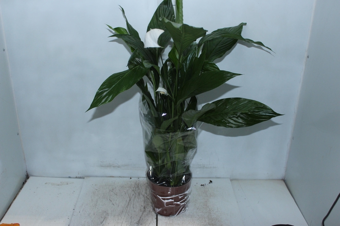 <h4>SPATHIPHYLLUM P17 MIN 5 HT COM FLOR</h4>