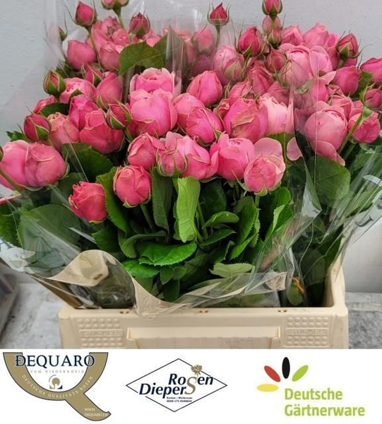 <h4>R Tr Silva Pink Diepers</h4>