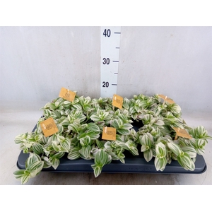 Tradescantia  'Brightness'