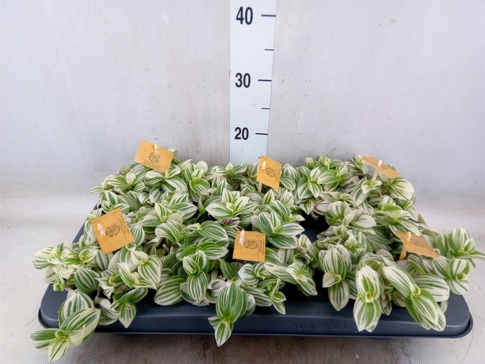 <h4>Tradescantia  'Brightness'</h4>