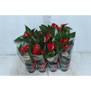 ANTHURIUM RED SUCCESS P09