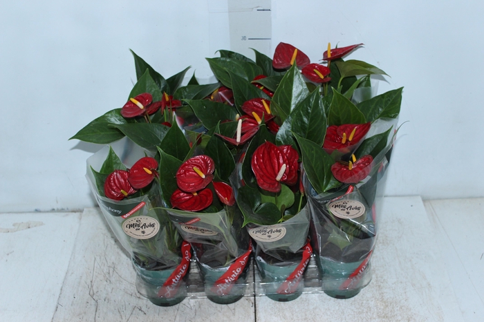<h4>ANTHURIUM RED SUCCESS P09</h4>