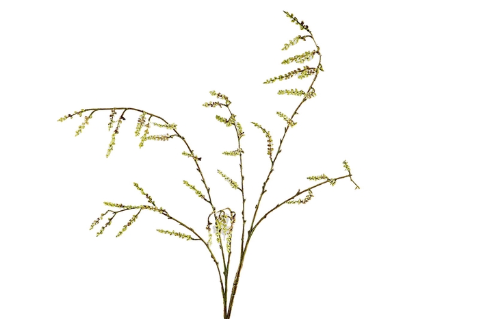 Willow Branch Green