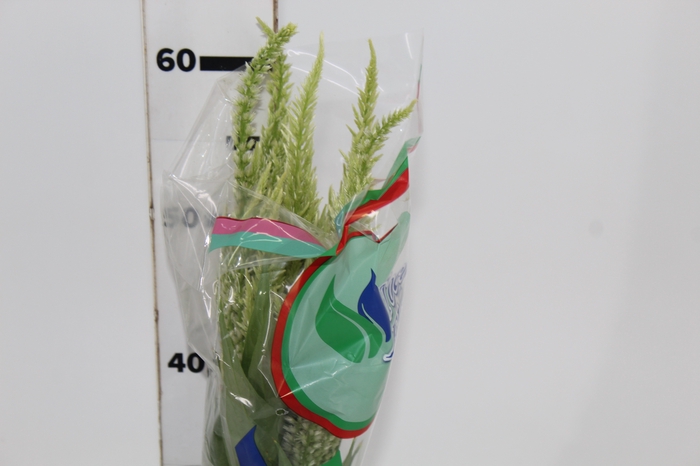 <h4>CELOSIA PLUMOSA 060 CM VERDE</h4>