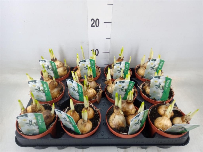 <h4>Narcissus   ...</h4>