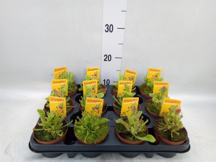 <h4>Vleesetende planten</h4>