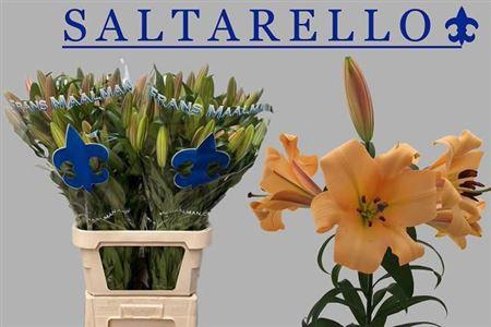 <h4>Li Ot Saltarello 5+</h4>