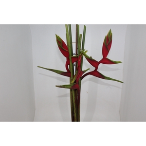 HELICONIA BIHAI P24