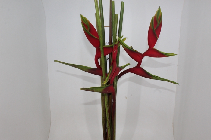 HELICONIA BIHAI P24