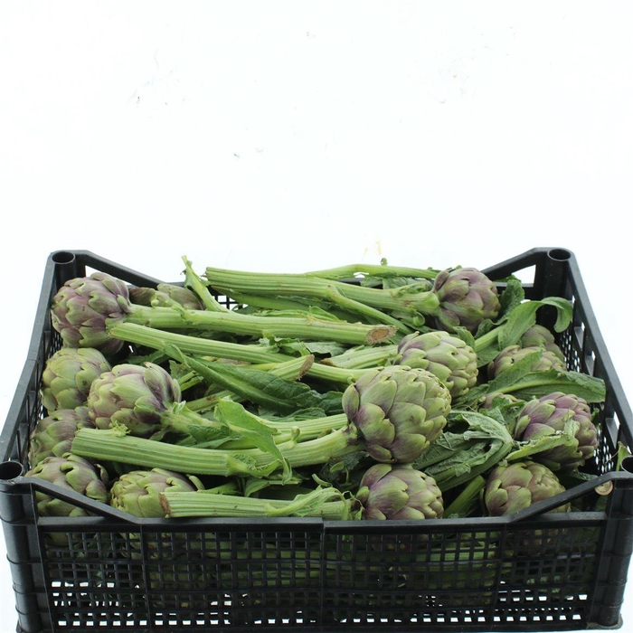 <h4>Cynara Scolymus</h4>